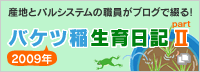 2009年バケツ稲生育日記IIのブログへ