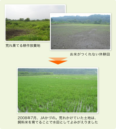 荒れ果てる耕作放棄地 お米がつくれない休耕田→2008年7月、JAかづの。荒れかけていた土地は、飼料米を育てることで水田としてよみがえりました