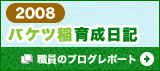 2008バケツ稲生育日記　職員のブログレポート