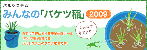 パルシステムみんなの「バケツ稲」2009　みんなで育てよう　自宅で手軽にできる農業体験ツール「バケツ稲」を育てるパルシステムのブログ広場です。