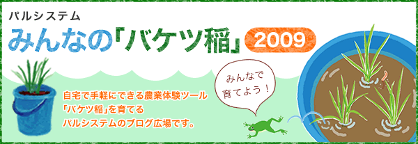 パルシステムみんなの「バケツ稲」2009　みんなで育てよう　自宅で手軽にできる農業体験ツール「バケツ稲」を育てるパルシステムのブログ広場です。