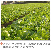 とれすぎた野菜は、収穫されないまま廃棄処分される可能性も…