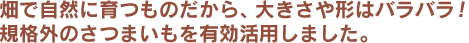 畑で自然に育つものだから、大きさや形はバラバラ！規格外のさつまいもを有効活用しました。