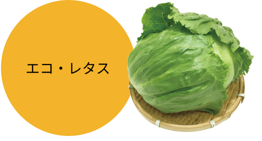 エコ・レタス