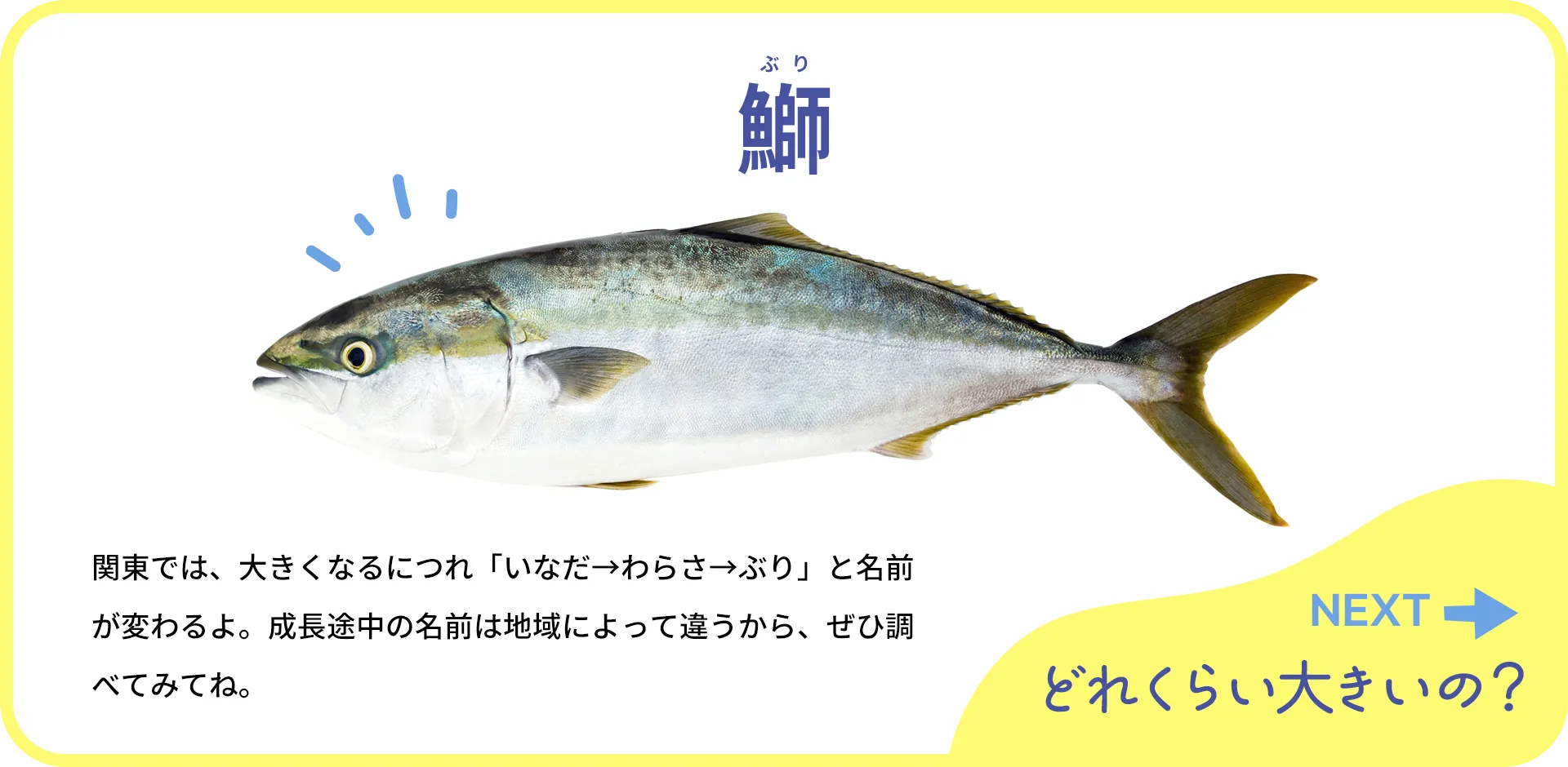 お魚クイズ1つ目の答え