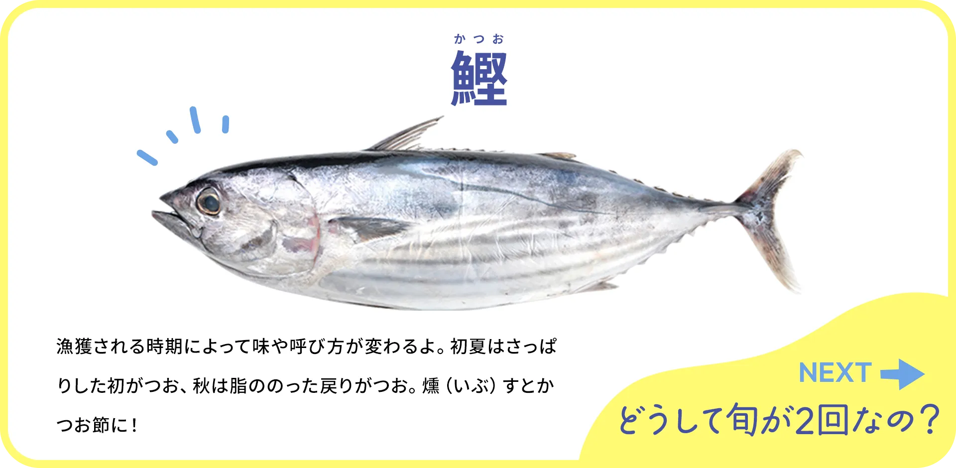 お魚クイズ1つ目の答え