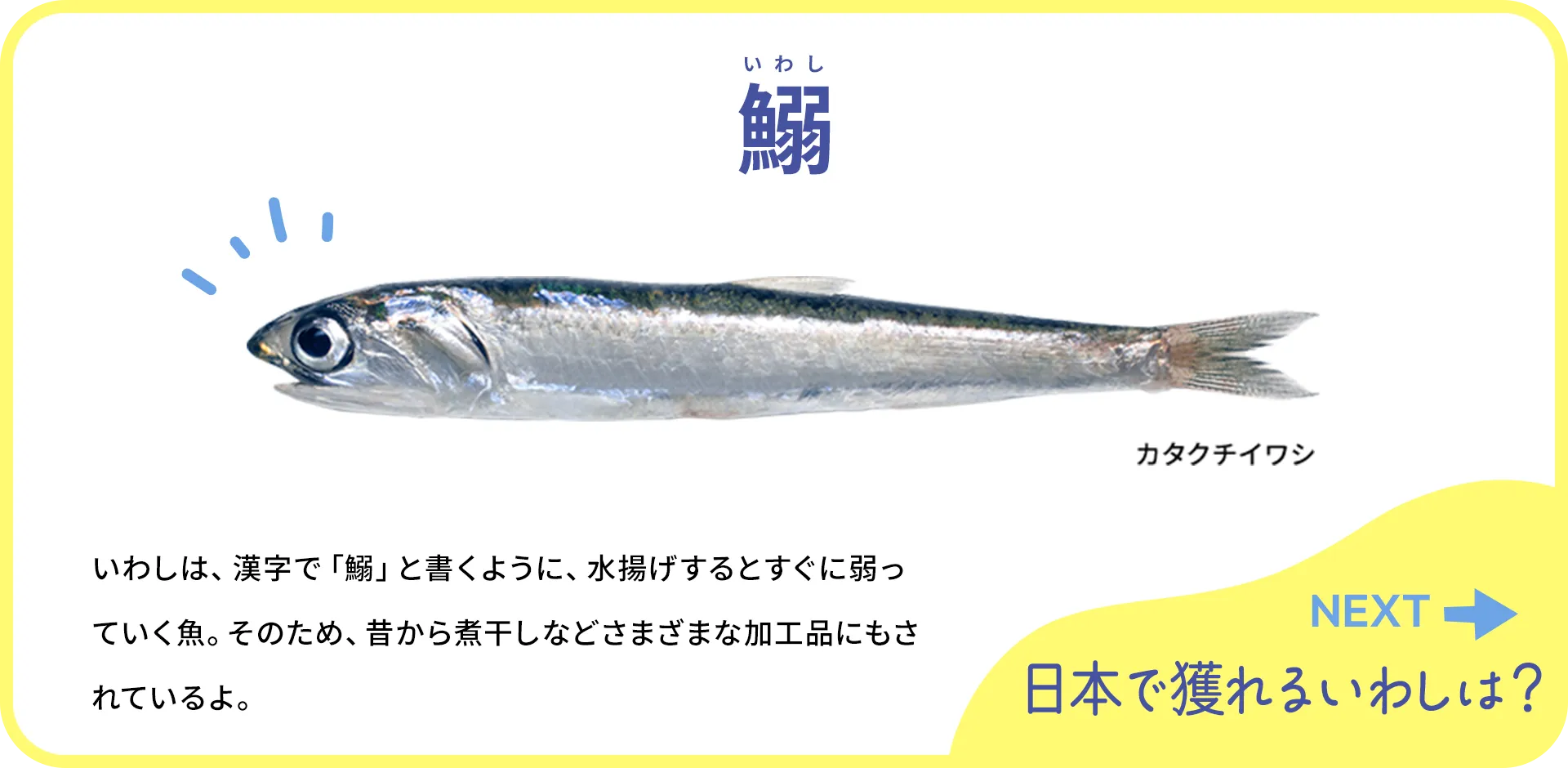 お魚クイズ1つ目の答え