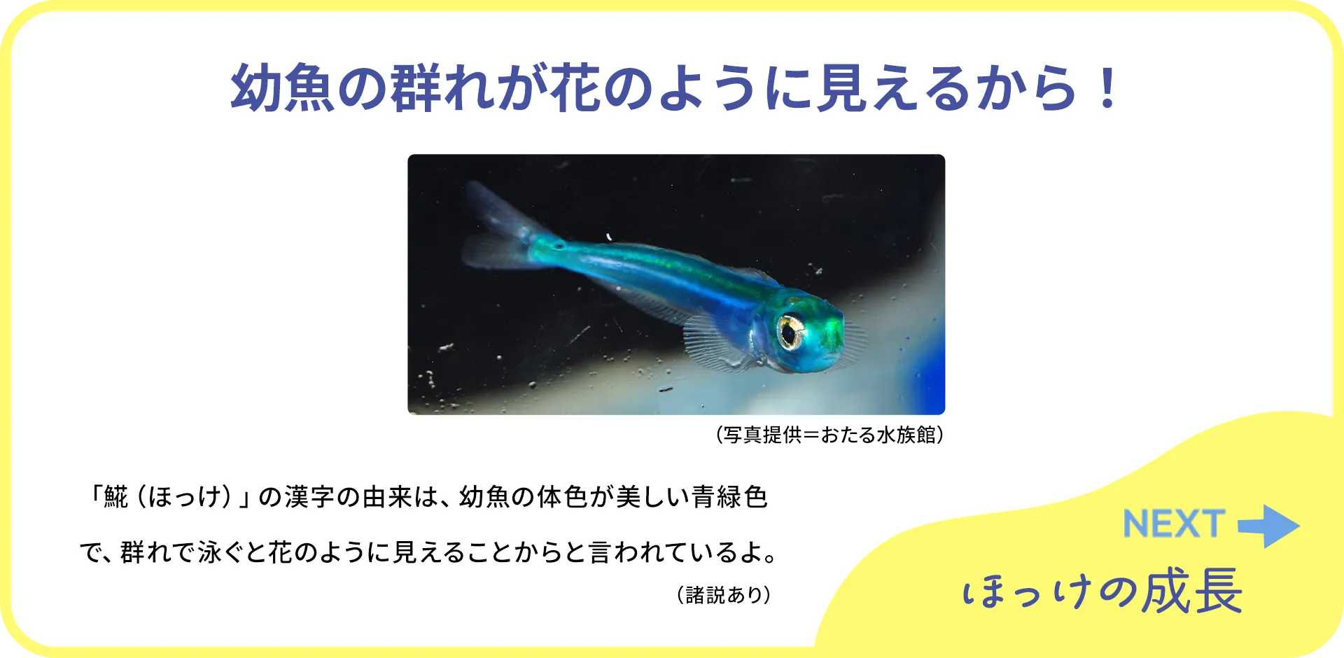 お魚クイズ1つ目の答え