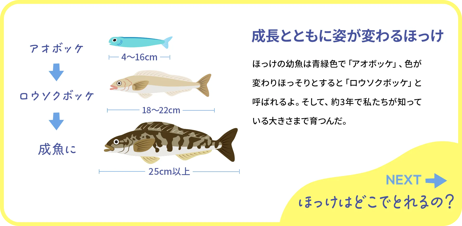 お魚クイズ2つ目の質問