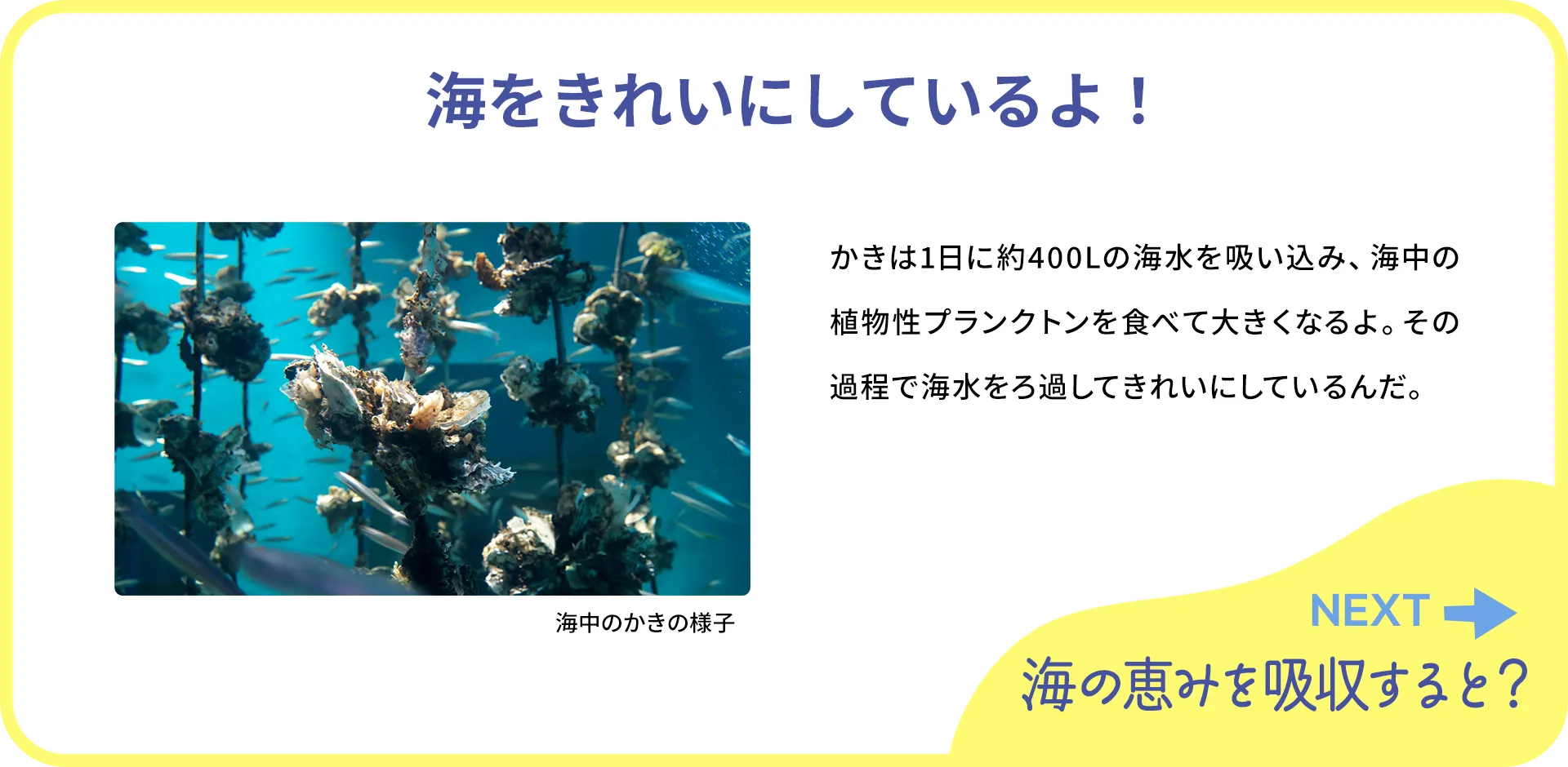お魚クイズ1つ目の答え