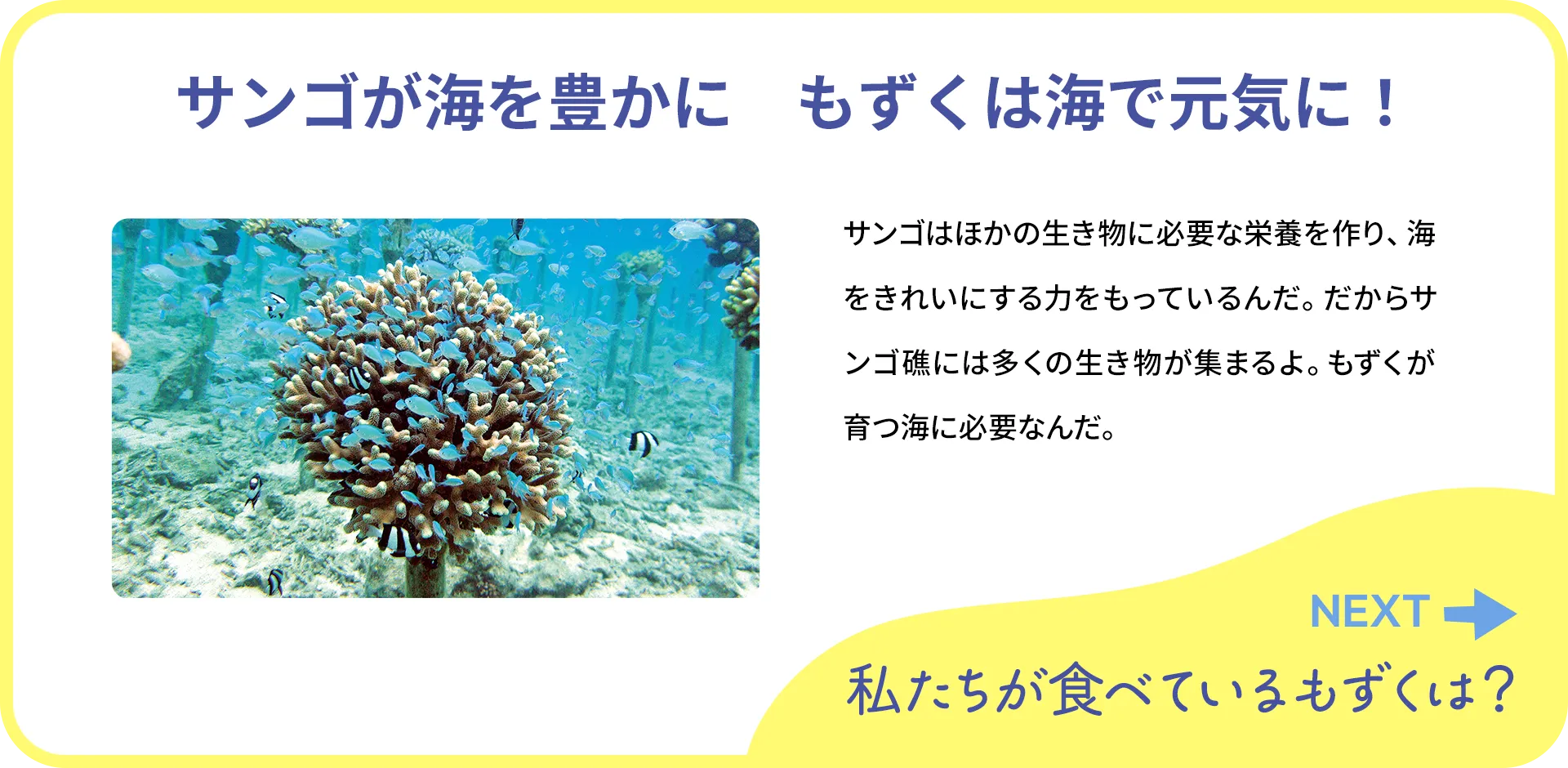 お魚クイズ1つ目の答え