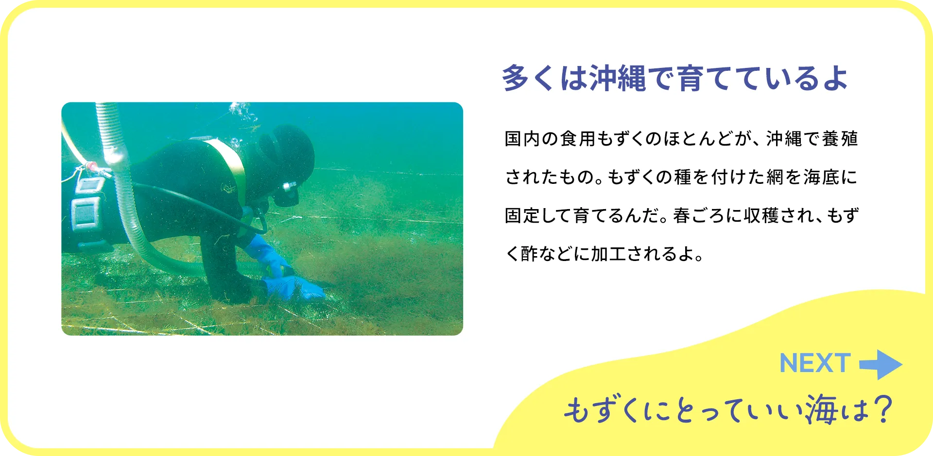 お魚クイズ2つ目の質問