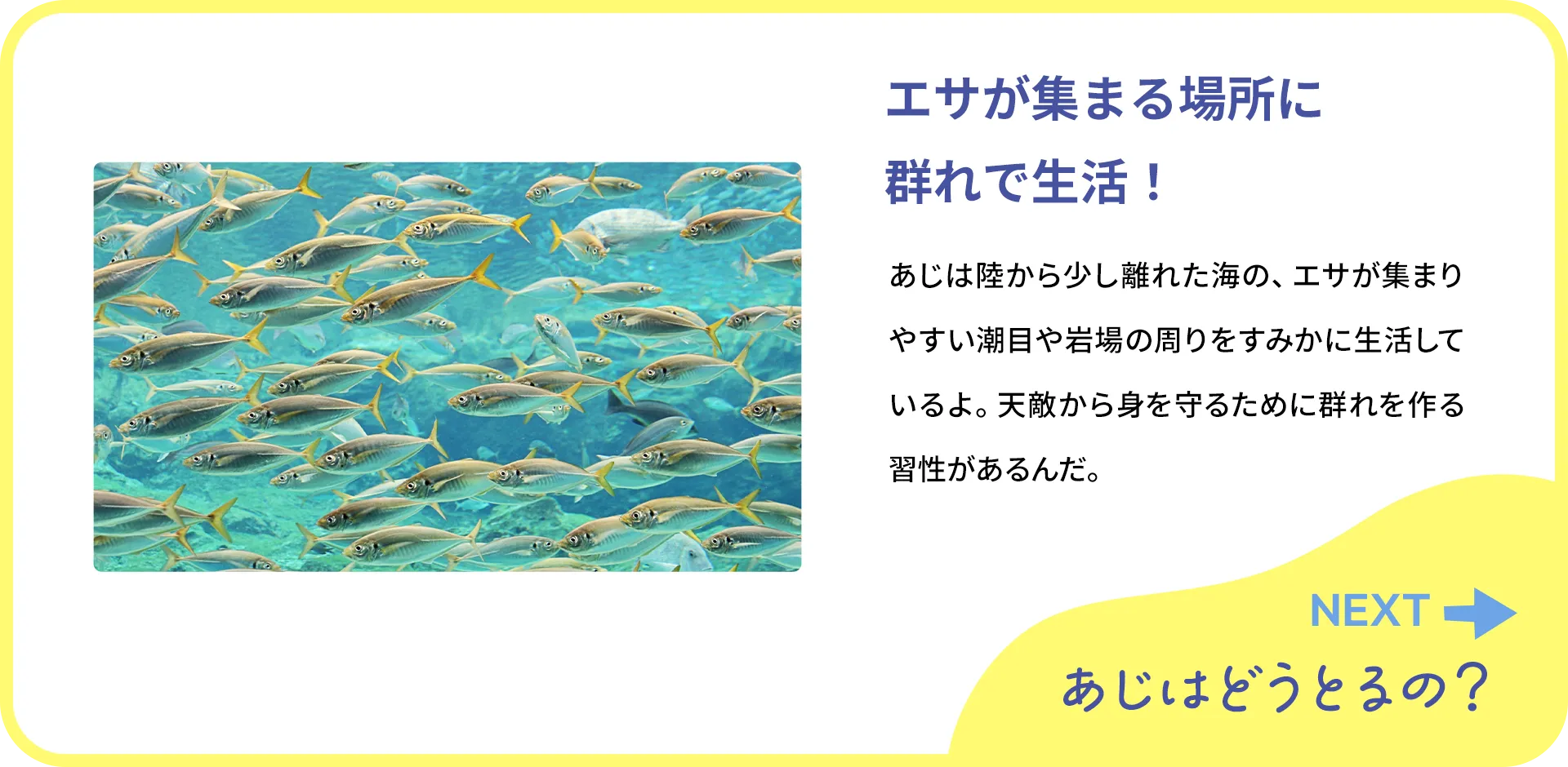 お魚クイズ2つ目の質問