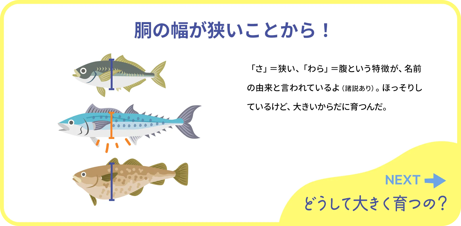 お魚クイズ1つ目の答え