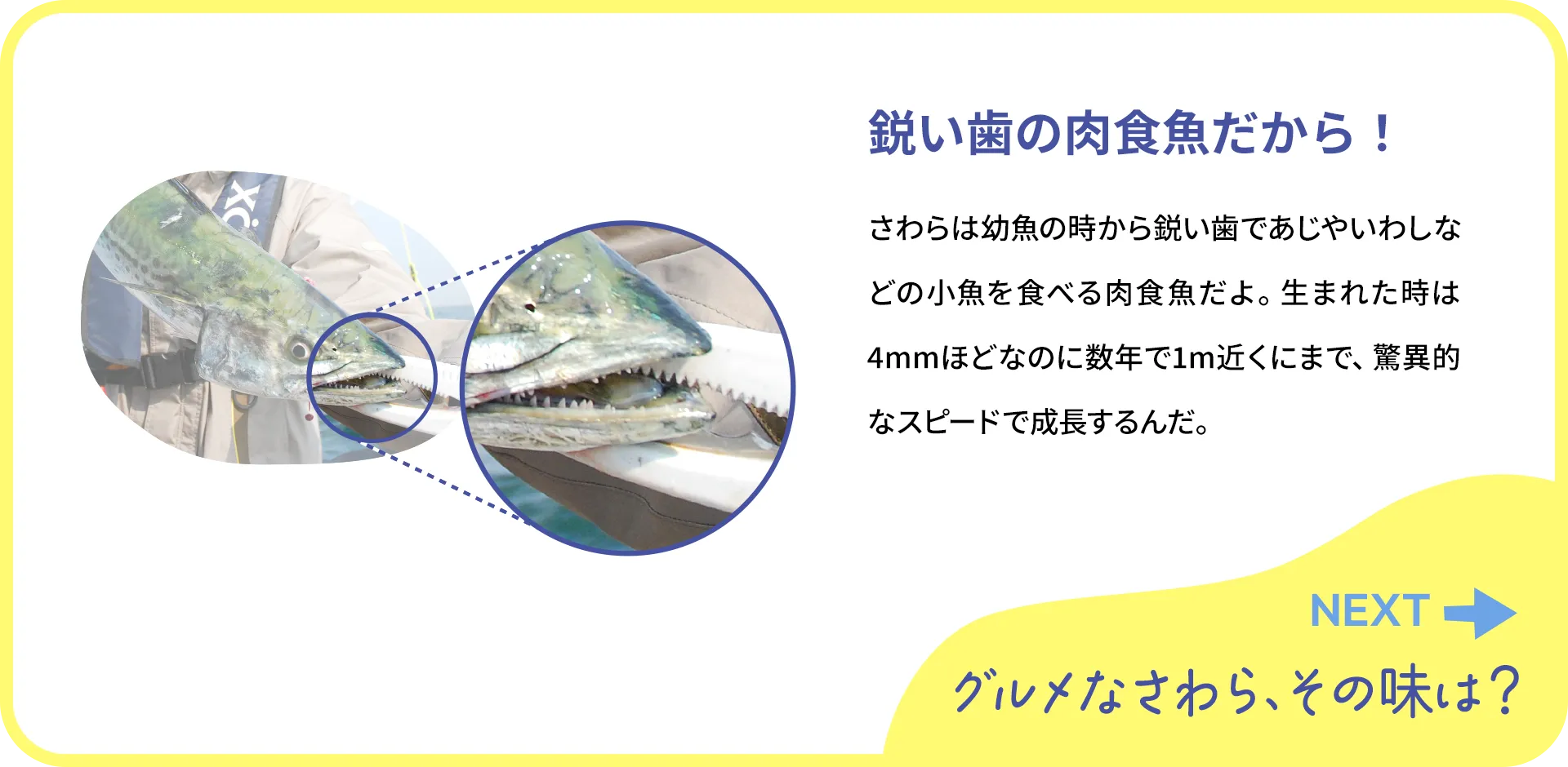 お魚クイズ2つ目の質問