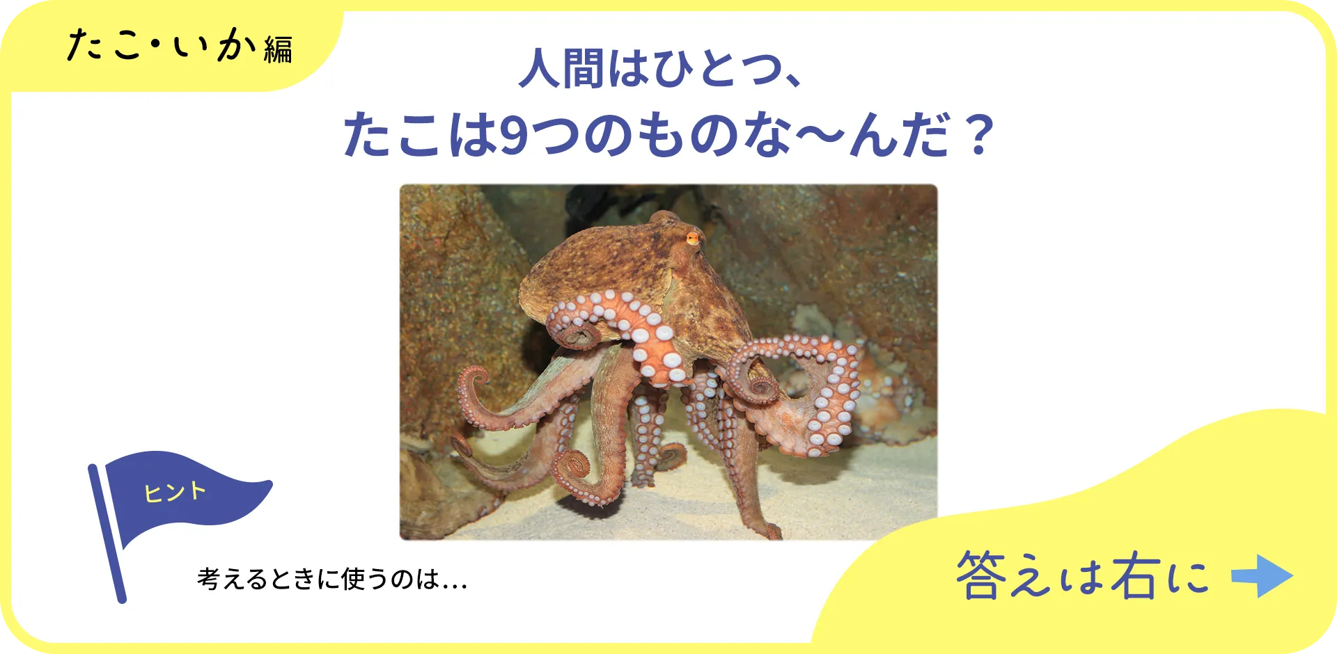 お魚クイズの1つ目の質問