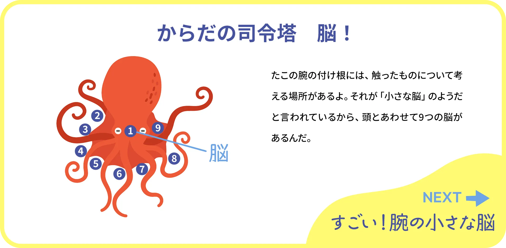 お魚クイズ1つ目の答え