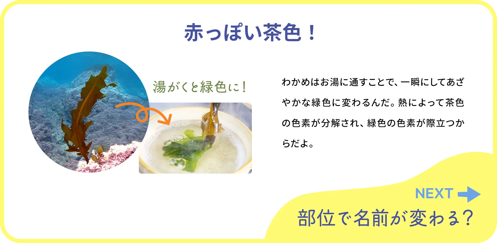 お魚クイズ1つ目の答え