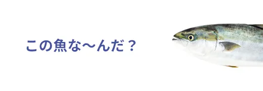 お魚クイズ1問目のサムネイル