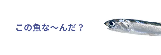 お魚クイズ4問目のサムネイル