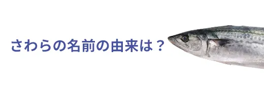 お魚クイズ14問目のサムネイル