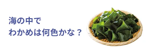 お魚クイズ24問目のサムネイル