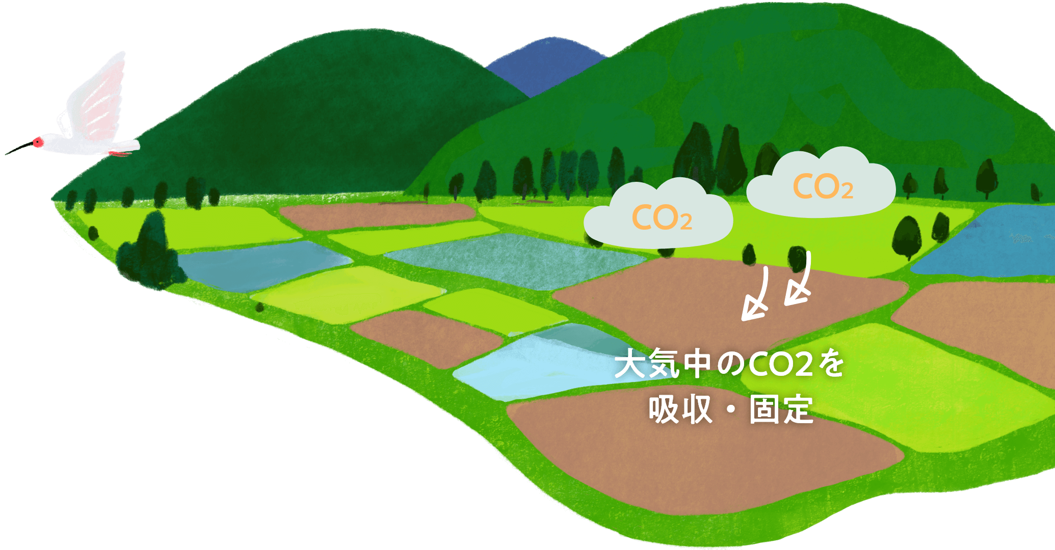 大気中のCO2を吸収・固定