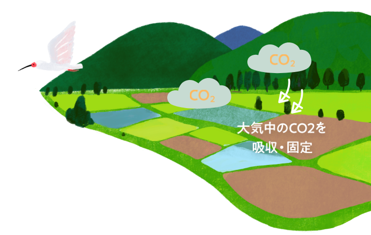 大気中のCO2を吸収・固定