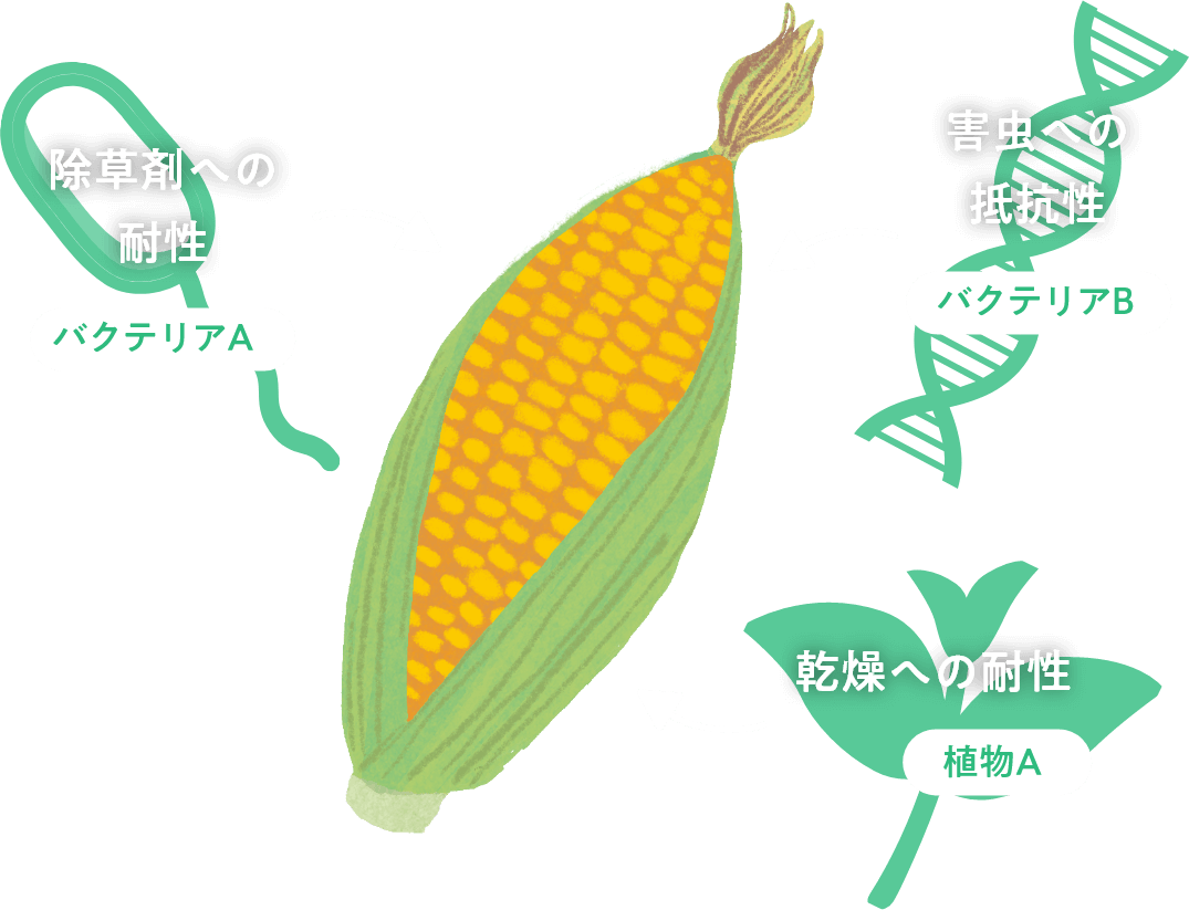 遺伝子組換えは、例えば、除草剤への耐性を持つバクテリアAの遺伝子、害虫への抵抗性を持つバクテリアBの遺伝子、乾燥への耐性を持つ植物Aの遺伝子などをとうもろこしなどの作物に導入することができる技術です。