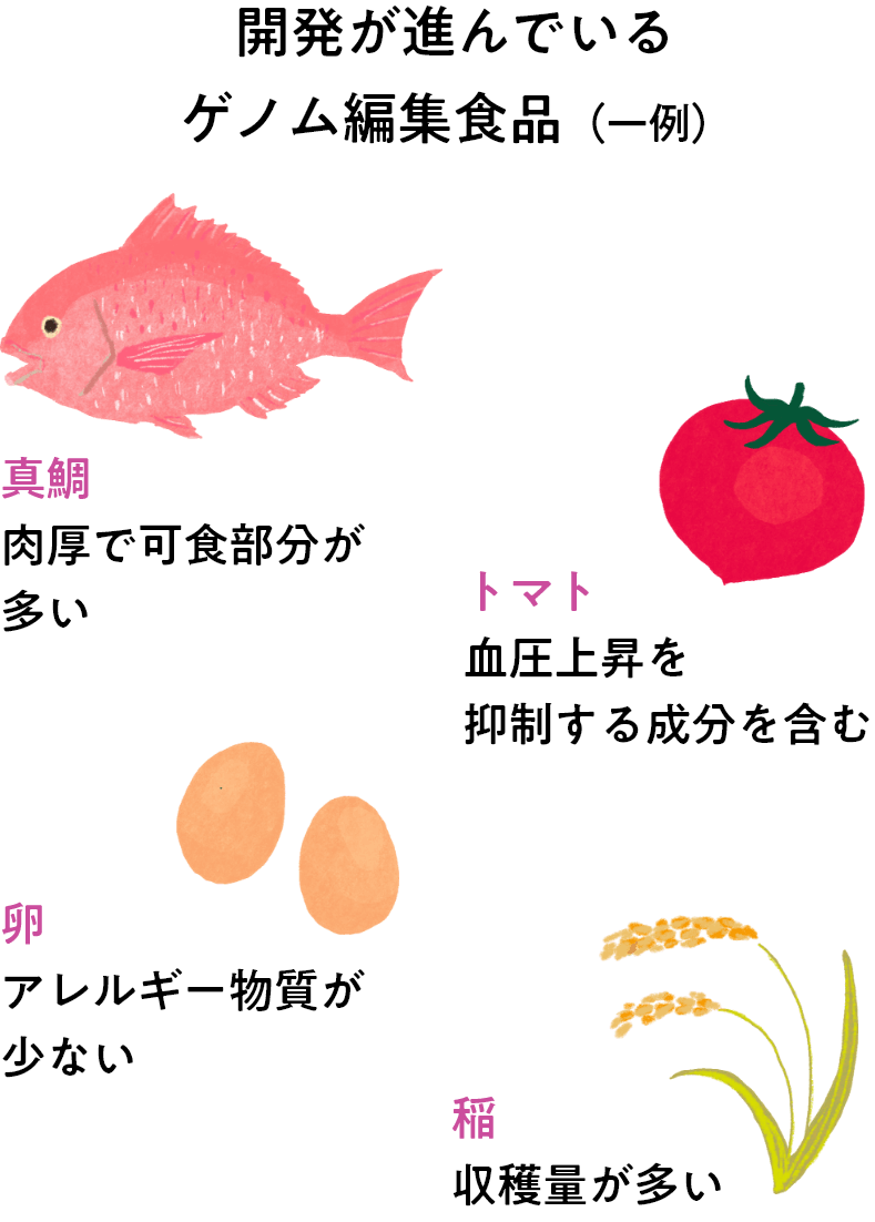 開発が進んでいるゲノム編集食品の例には、肉厚で可食部分が多い真鯛、血圧上昇を抑制する成分を含むトマト、アレルギー物質が少ない卵、収穫量が多い稲などがあります。