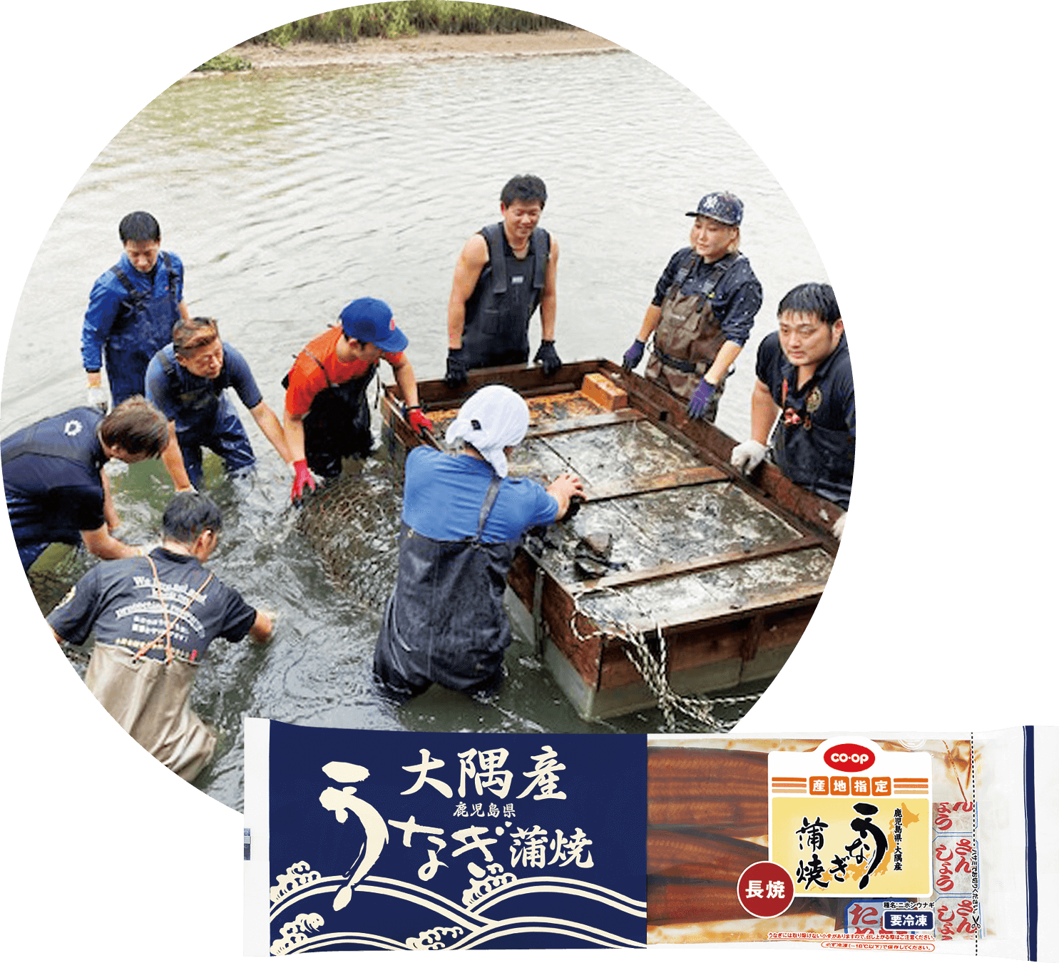 鹿児島県 大隅地区養まん漁協協同組合 うなぎの資源回復をめざした支援金 6,888万円