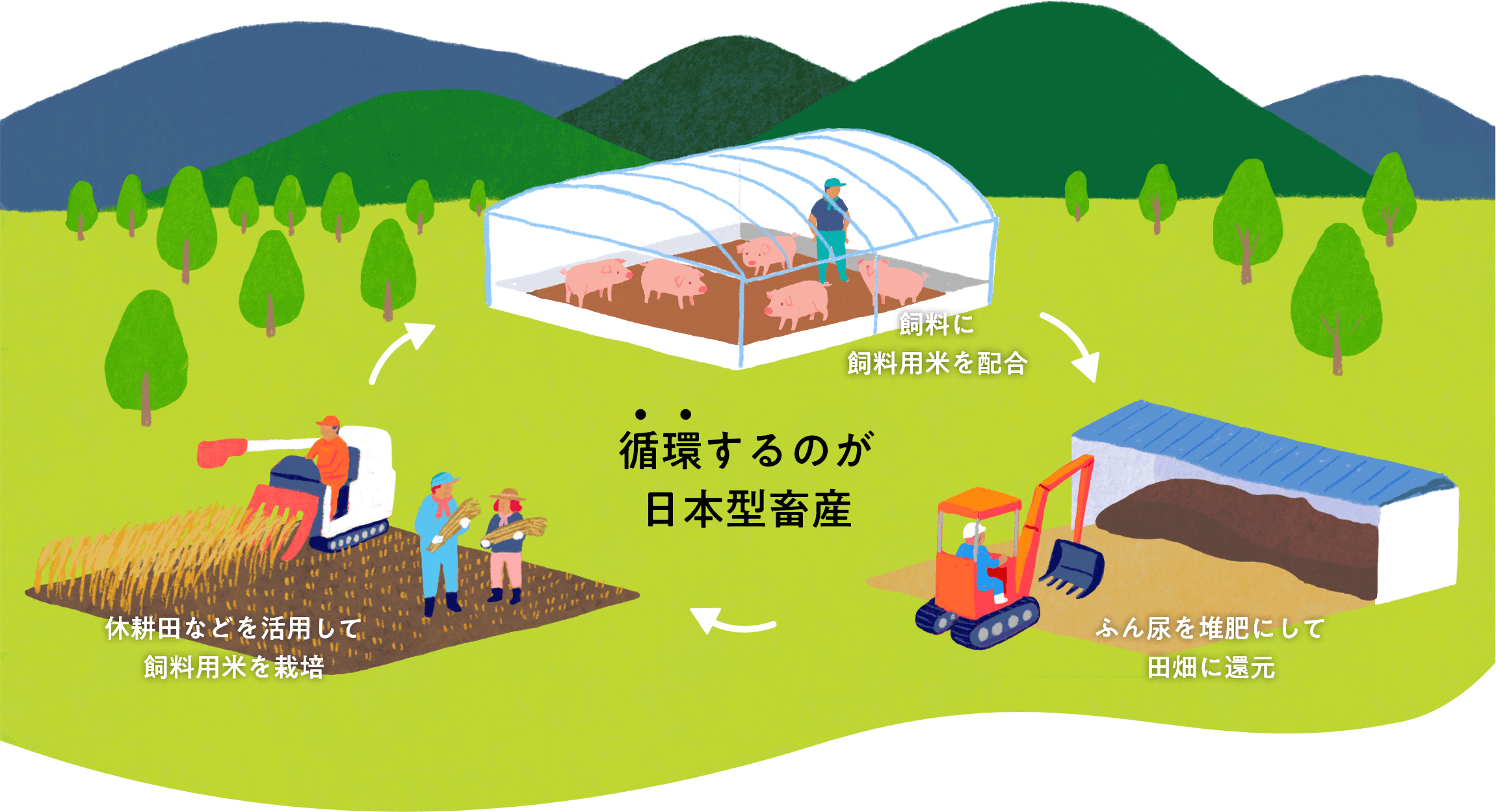 休耕田などを活用して飼料用米を栽培し、生産した飼料用米を飼料に配合し、家畜から出たふん尿を堆肥にして田畑に還元させます。こうして循環するのが、日本型畜産です。