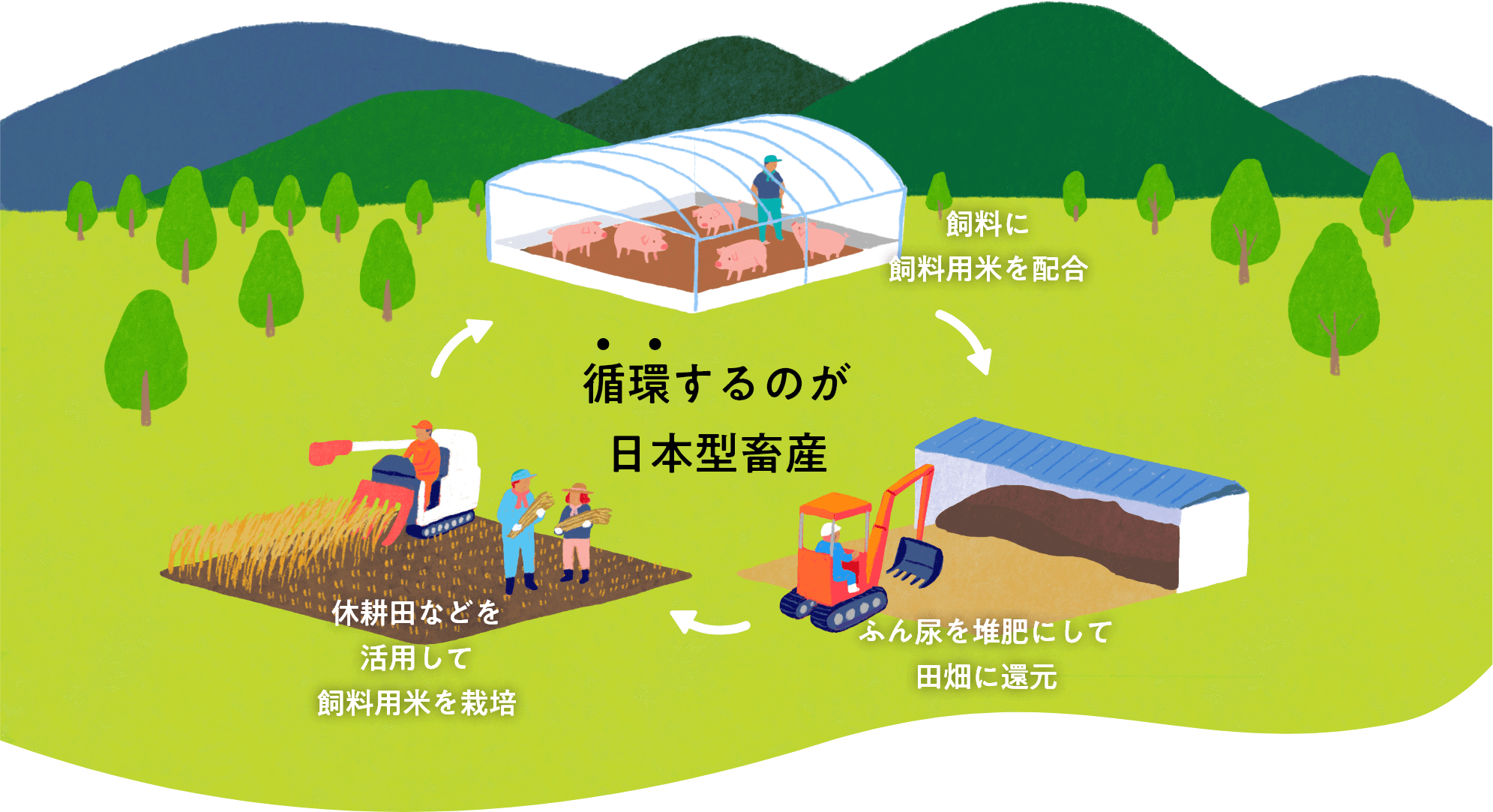 休耕田などを活用して飼料用米を栽培し、生産した飼料用米を飼料に配合し、家畜から出たふん尿を堆肥にして田畑に還元させます。こうして循環するのが、日本型畜産です。