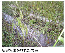 塩害で葉が枯れた大豆
